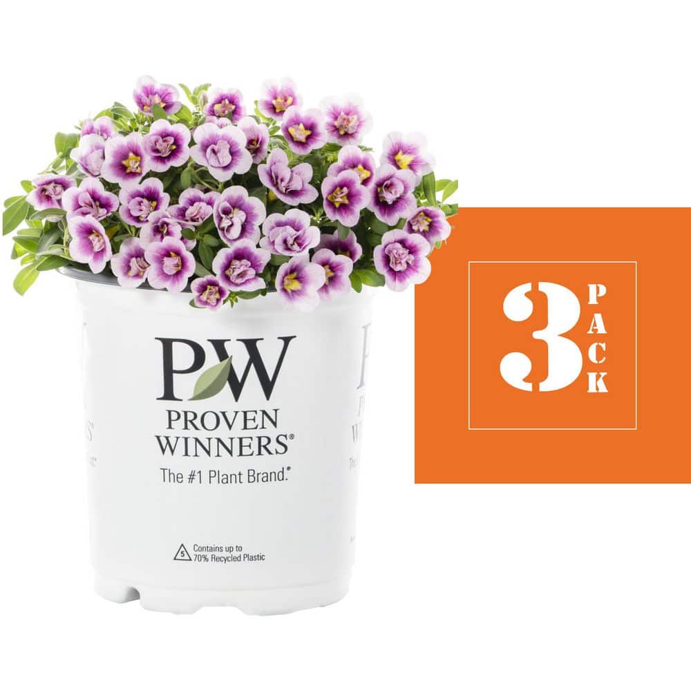 2 qt. Calibrachoa Million Bells Superbells Double Smitten Pink Annual Plant (3-Pack) - Hercitys