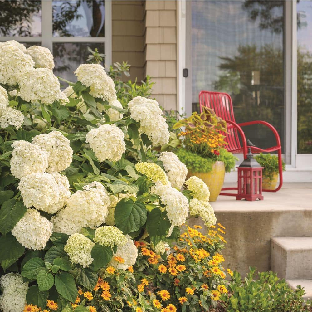 4.5 in. Qt. Incrediball Smooth Hydrangea, Live Shrub, Green to White Flowers - Hercitys