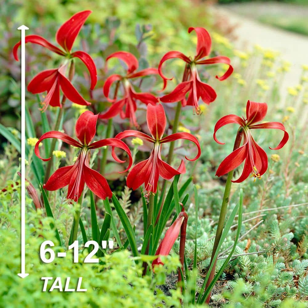 16 cm/18 cm, Aztec Lily Sprekelia Flower Bulbs (Bag of 5) - Hercitys