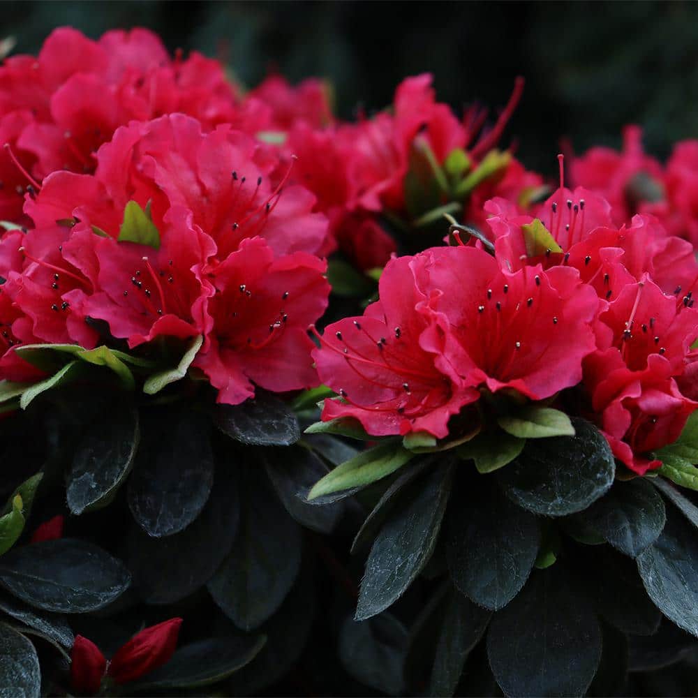 2 Gal. Perfecto Mundo Red Azalea Shrub with Red Flowers - Hercitys