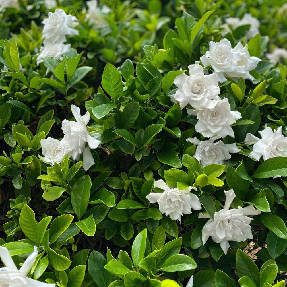 3 gal. Gardenia Aimee Tree - Hercitys