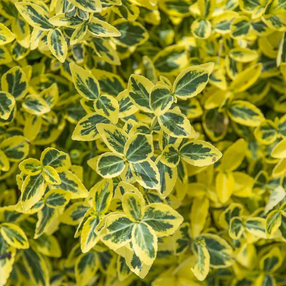 3 Gal. Pot Emerald and Gold Euonymus, Potted Broadleaf Evergreen Groundcover Shrub (1-Pack) - Hercitys