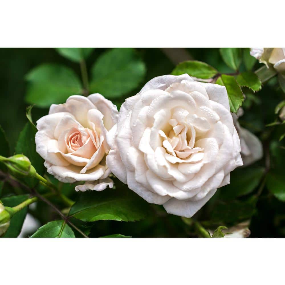 3 Gal. White Drift Rose Bush with White Flowers - Hercitys