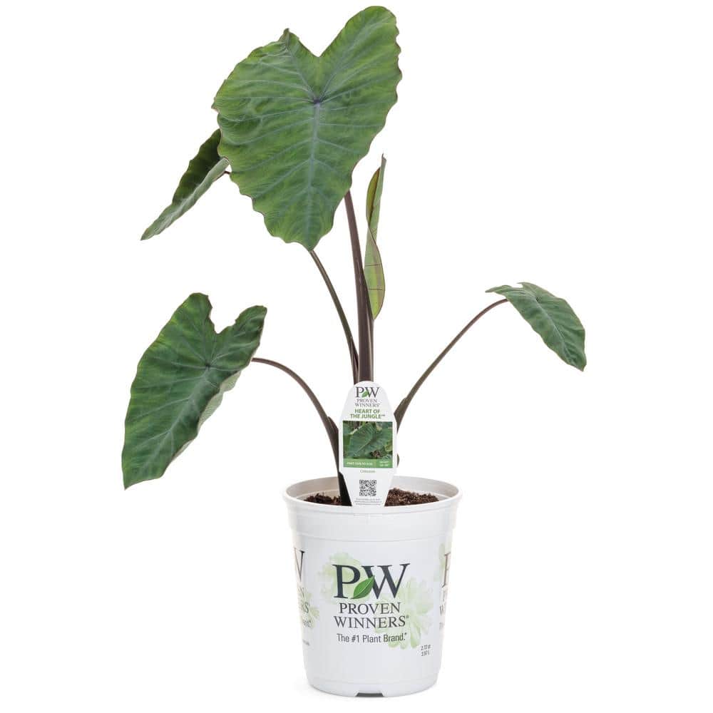 1 Gal. Royale. Heart of the Jungle Elephant’s Ear Live Annual Plant, Green Foliage (1-Pack) - Hercitys