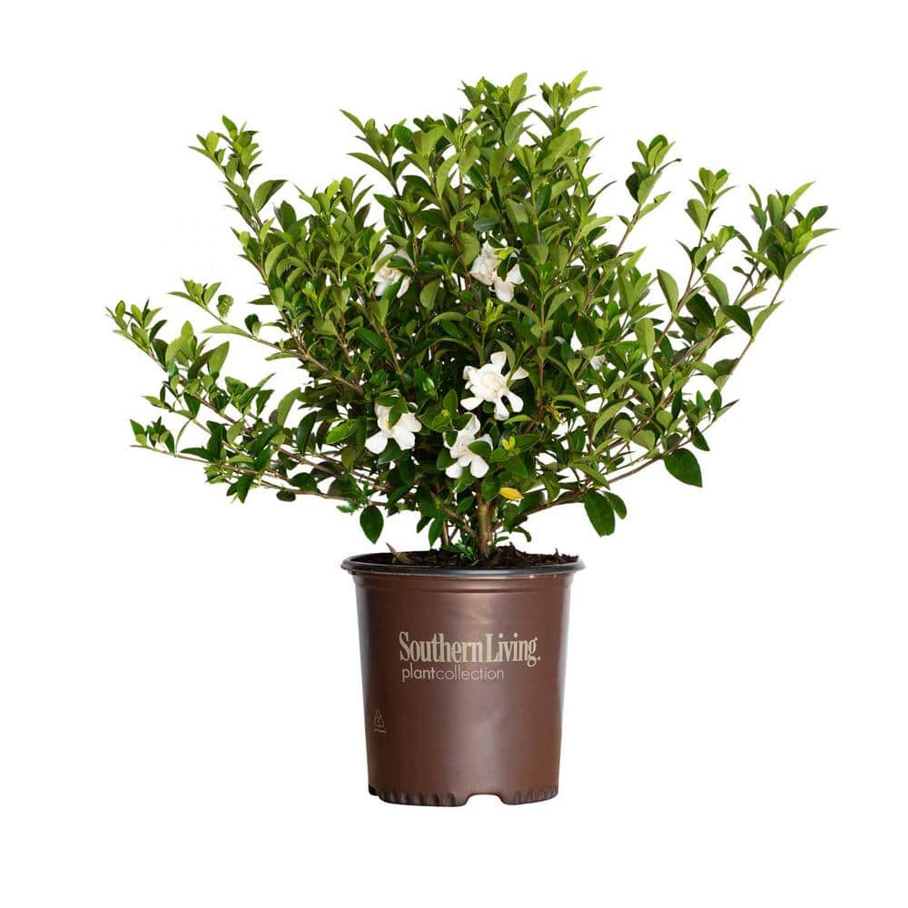2 Gal. Jubilation Gardenia, Live Evergreen Shrub, White Fragrant Blooms - Hercitys