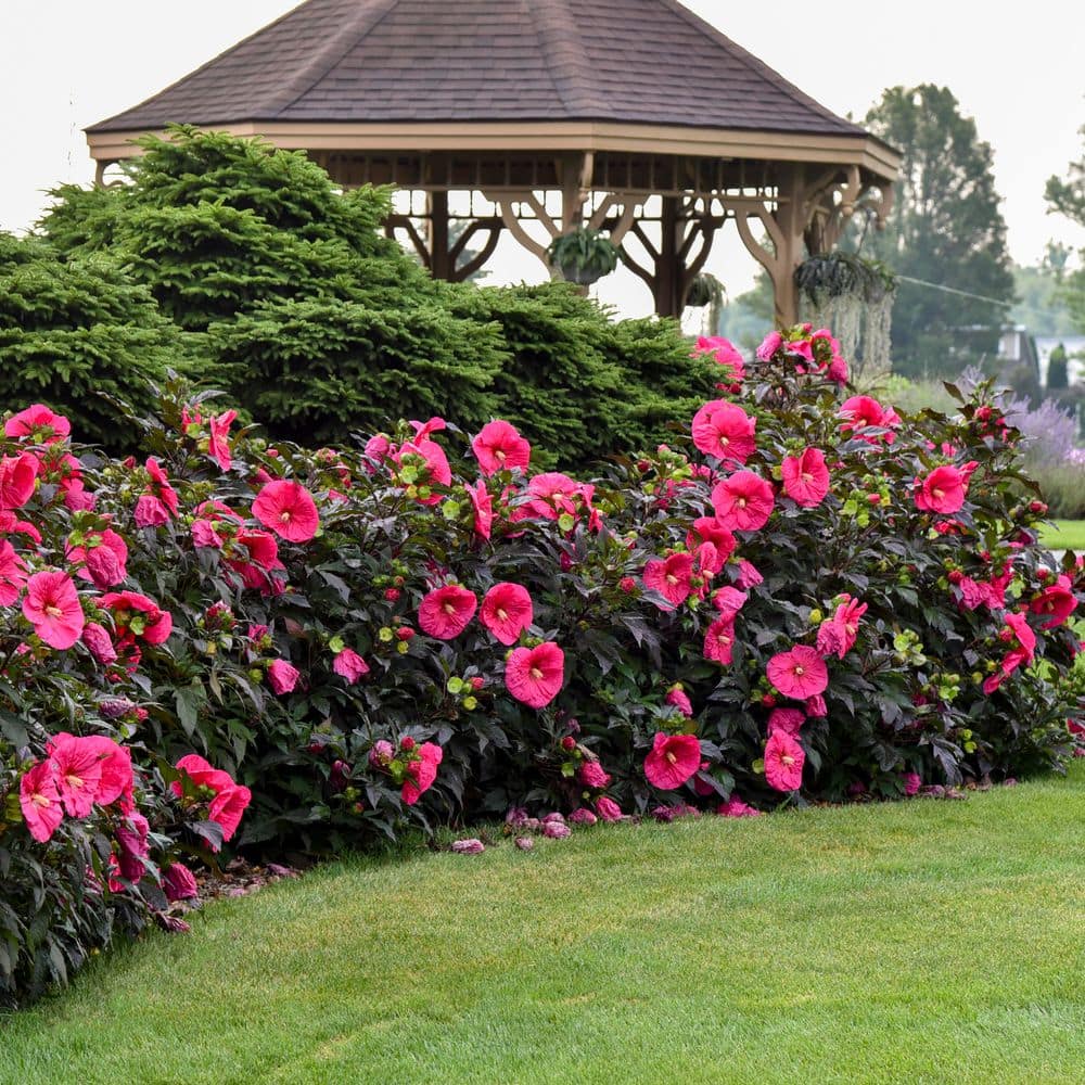 2 Gal. Summerific Evening Rose Rose Mallow (Hibiscus Hybrid) Live Perennial Plant with Pink Flowers - Hercitys