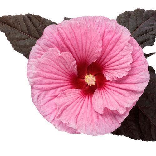 2 Gal. Proven Winners Hibiscus Summerific Edge of Night Perennial Plant (1-Pack) - Hercitys