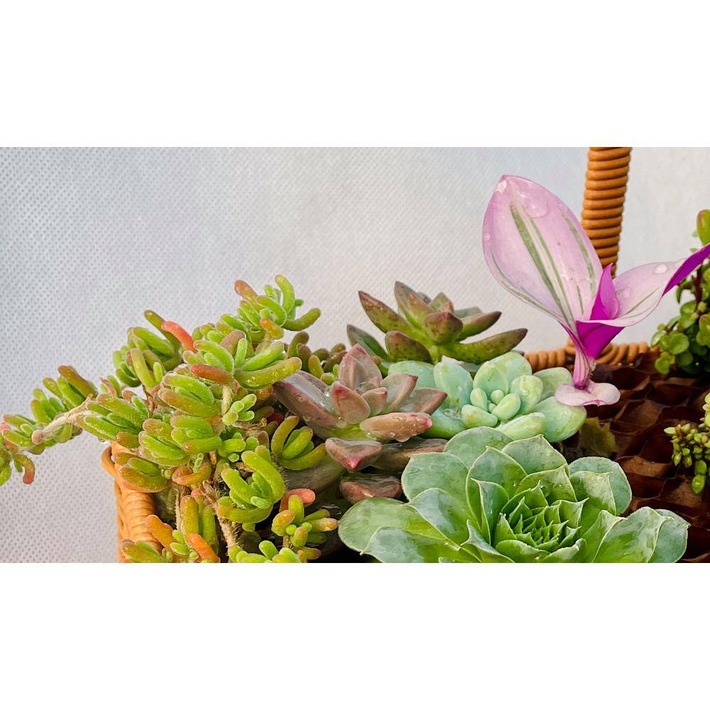 11 in. x 7 in. Large Wicker Soilless Succulent Plant Flower Basket, Lightweight Beautiful Collection of Succulents - Hercitys