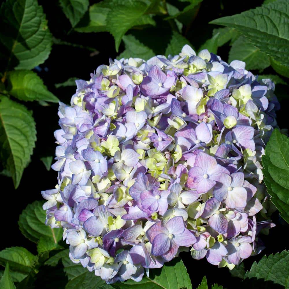3 Gal. Bloom Struck Hydrangea Perennial Plant - Hercitys
