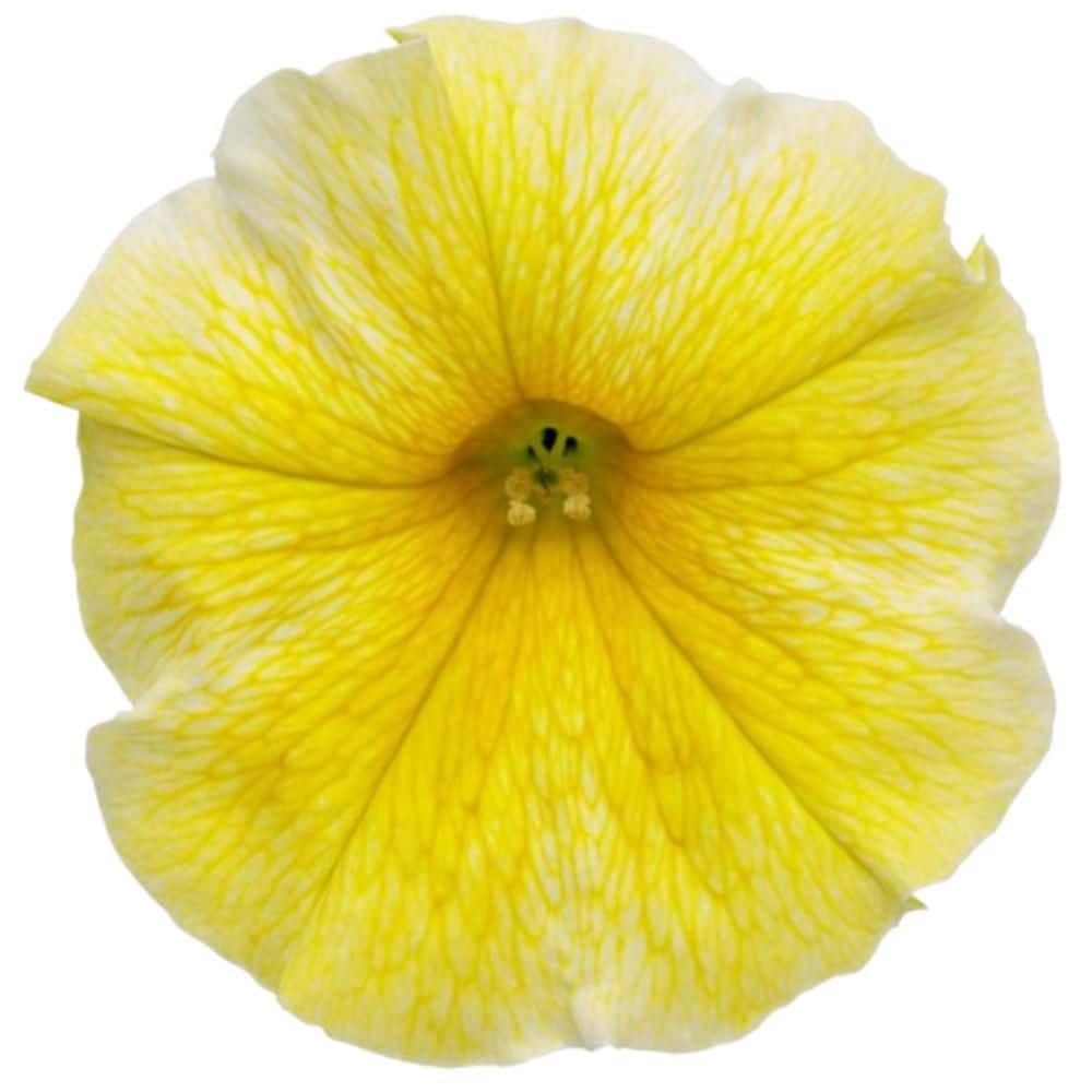4.25 in. Eco+ Grande Supertunia Saffron Finch (Petunia Hybrid) Live Annual Plant with Yellow Flowers 4-Pack - Hercitys