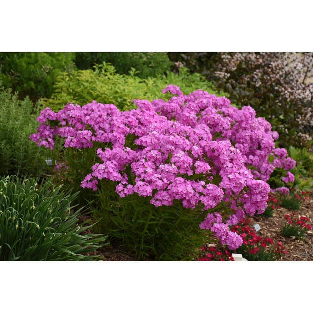 3 Gal. Opening Act UltraPink Phlox Live Flowering Part Sun Perennial Plant with Rose Pink Flowers - Hercitys