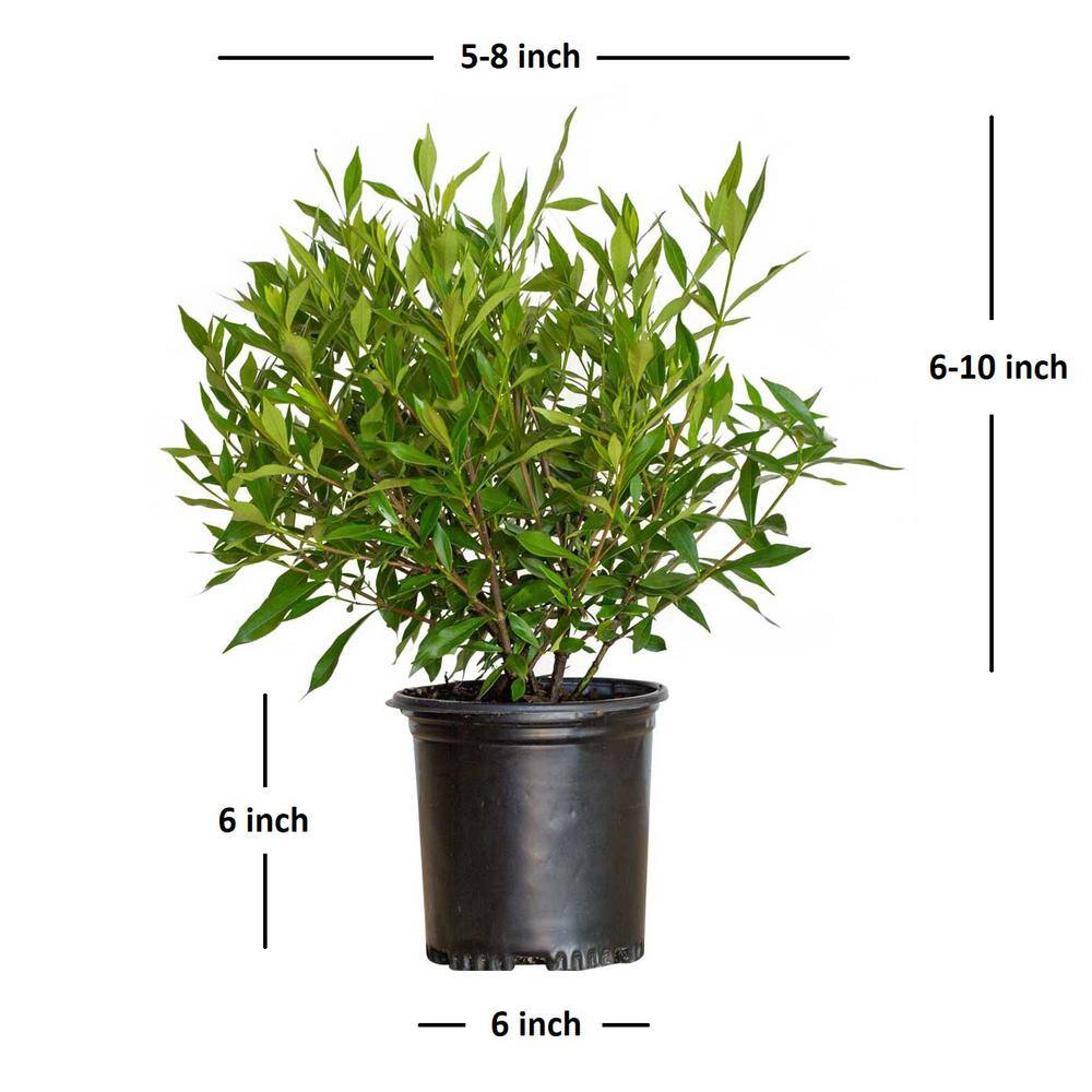 2.5 Qt. Frost Proof Gardenia, Live Evergreen Shrub, White Fragrant Blooms - Hercitys