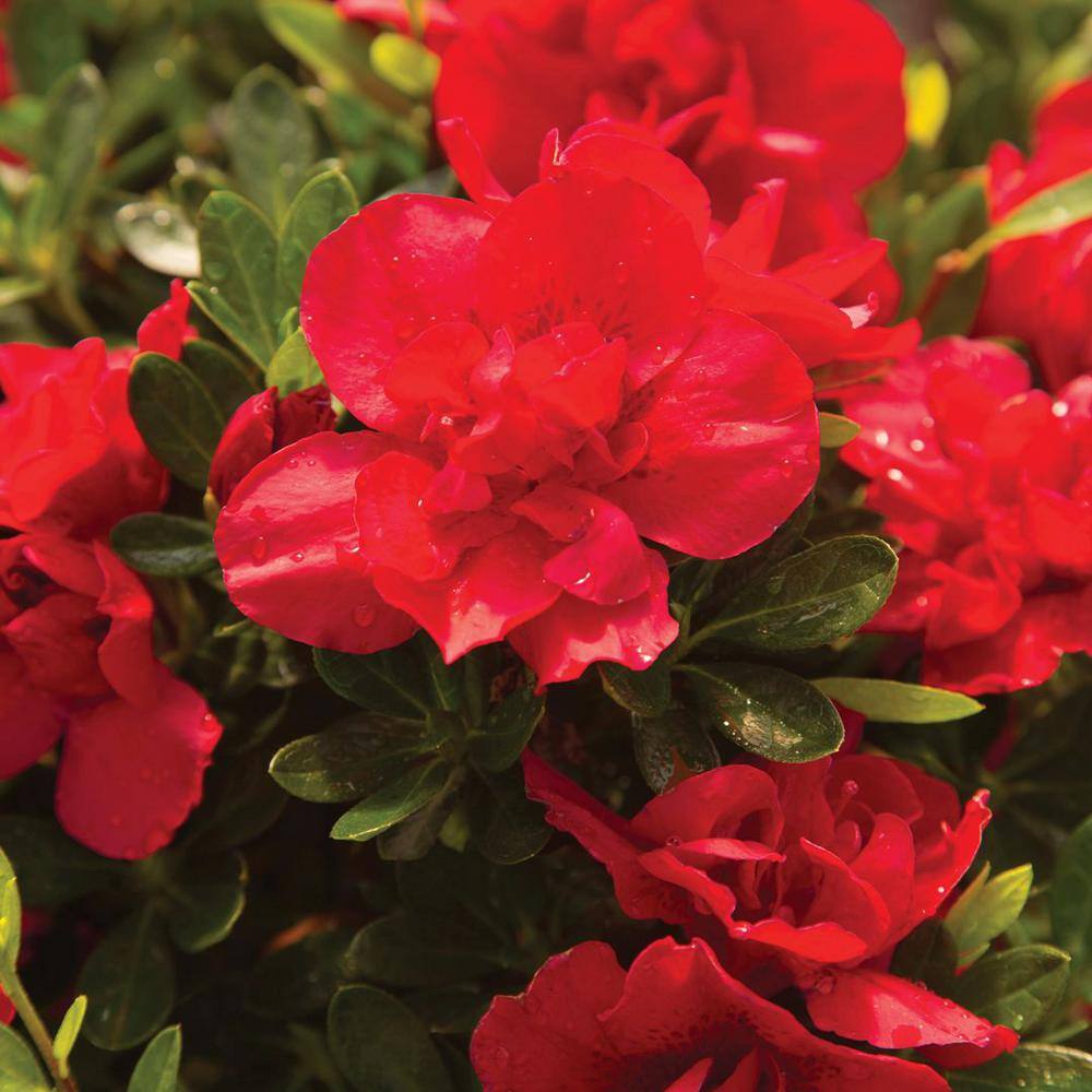 2 Gal. Autumn Bonfire Reblooming Azalea Shrub with Red Flowers - Hercitys