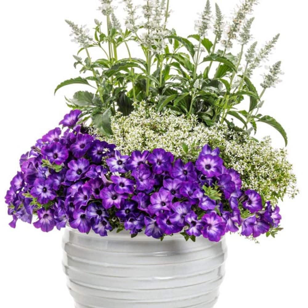 4.25 in. Eco+ Grande Supertunia Blue Tiara (Petunia Hybrid) Live Annual Plant with Purple Flowers 4-Pack - Hercitys