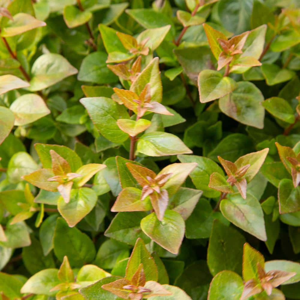 2.5 Gal – Rose Creek Abelia With Petite White Blooms, Live Semi-Evergreen Shrub Plant - Hercitys