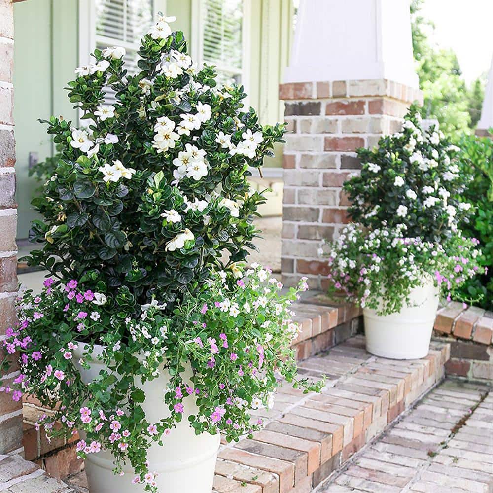 2 Gal. Diamond Spire Gardenia Shrub with Fragrant White Blooms - Hercitys
