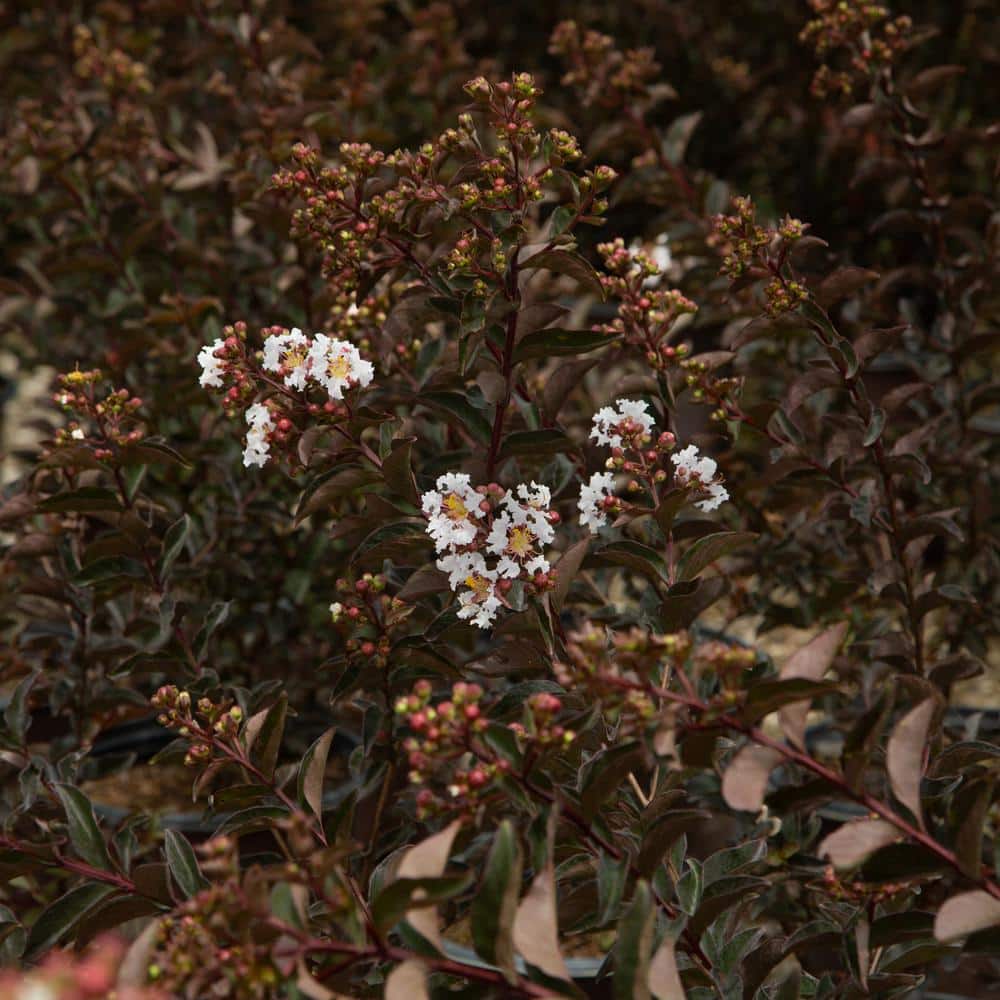 2 Gal. Delta Moonlight Crape Myrtle, Live Deciduous Shrub/Tree, Burgundy Foliage , White Blooming - Hercitys