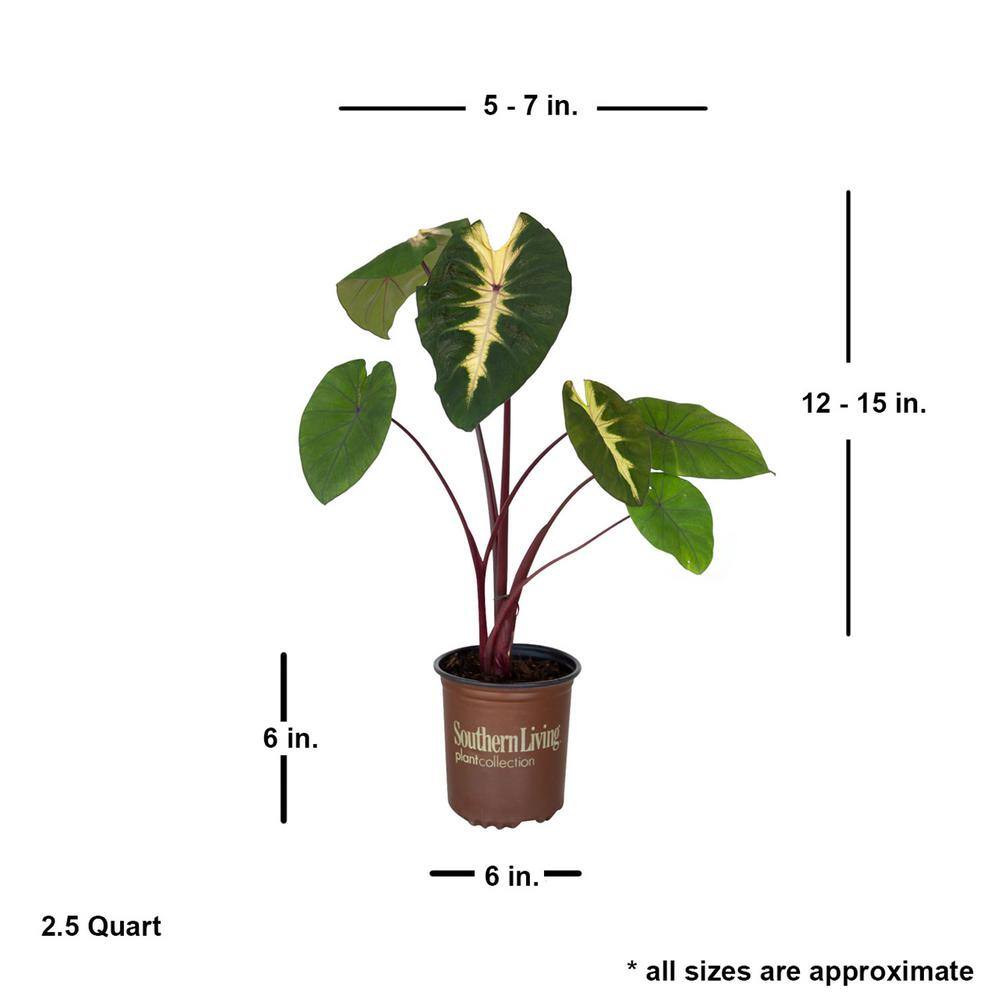 2.5 Qt. Royal Hawaiian ‘Waikiki’ Colocasia Plant (Elephant Ear) with Green, Pink and White Variegated Foliage - Hercitys