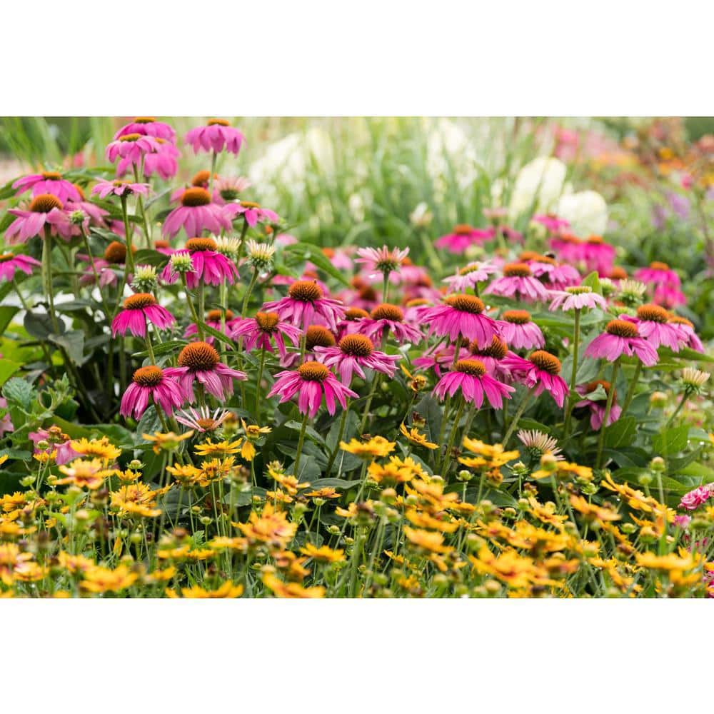2 Qt. Pow Wow Wilderberry Pink Cone Flower Echinacea Perennial Plant (3-Pack) - Hercitys