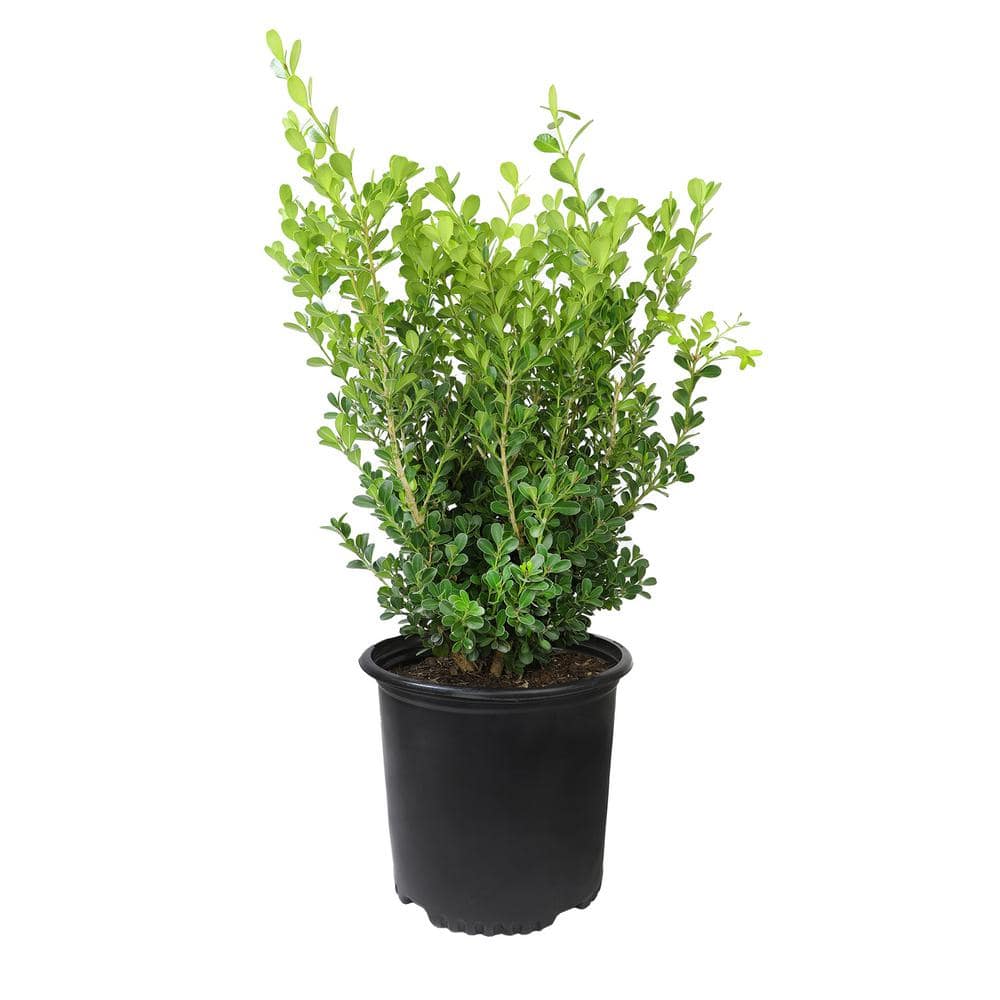3G Japanese Boxwood Shrub (BUXUS JAPONICA) Single - Hercitys