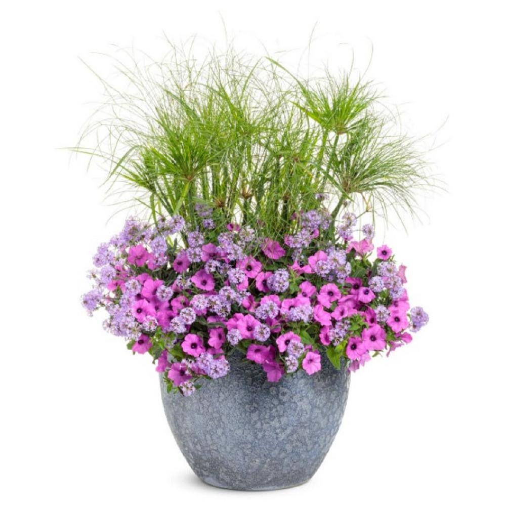 4.25 in. Eco+Grande, Supertunia Vista Jazzberry (Petunia) Live Plant, Purple Flowers (4-Pack) - Hercitys