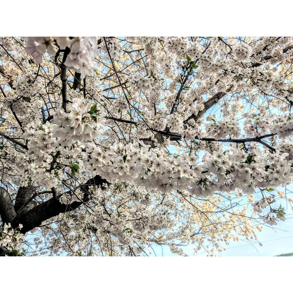 3 ft. Yoshino Cherry Blossom Tree with Fragrant White Almond Scented Flowers - Hercitys