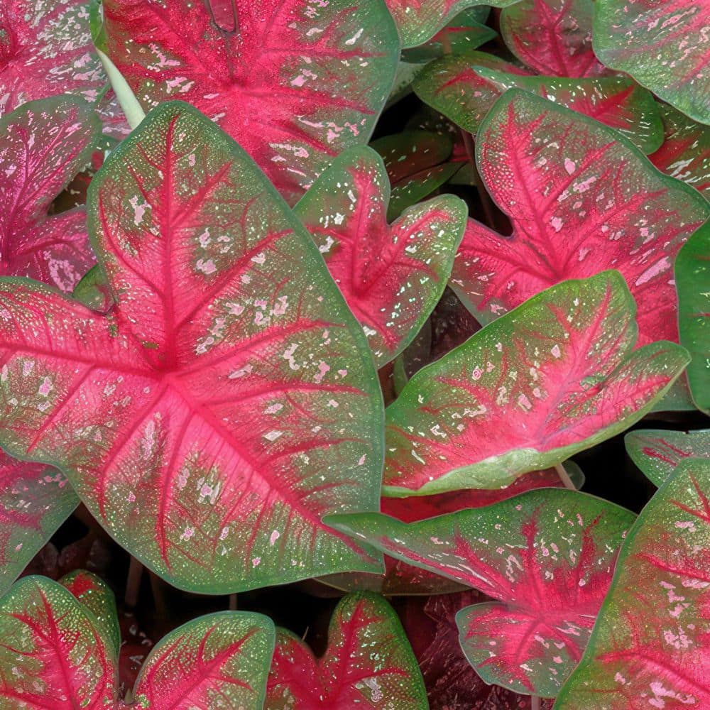 4 in. Caladium Party Punch Perennial Plant (3-Pack) - Hercitys