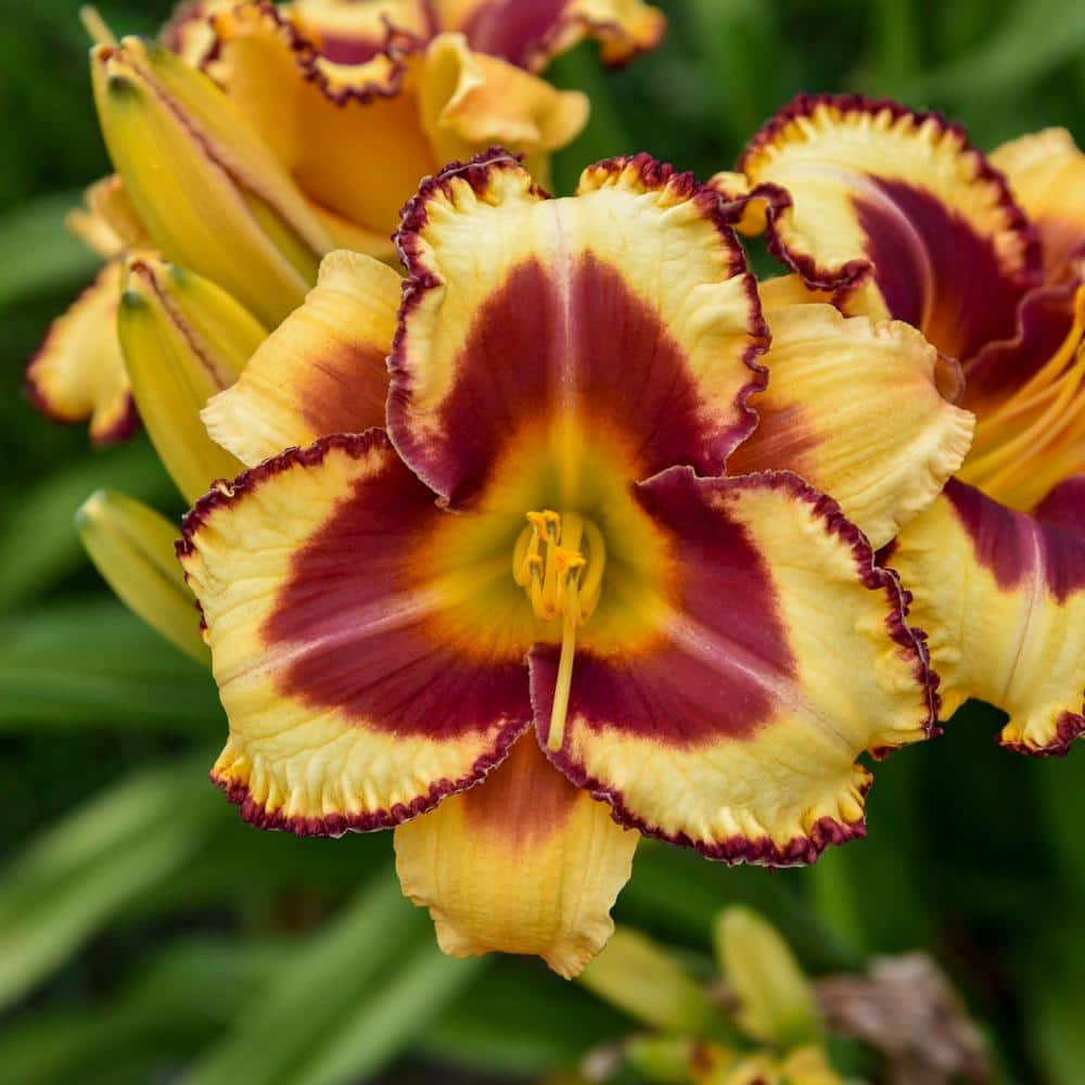 0.65 Gal. Rainbow Rhythm ‘Blazing Glory’ Live Perennial Plant, Yellow Flowers (1-Pack) - Hercitys