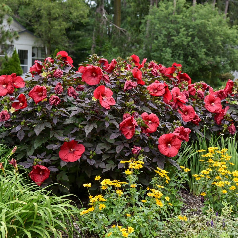 2 Gal. Summerific Holy Grail Rose Mallow (Hibiscus Hybrid) Live Perennial Plant with Red Flowers - Hercitys