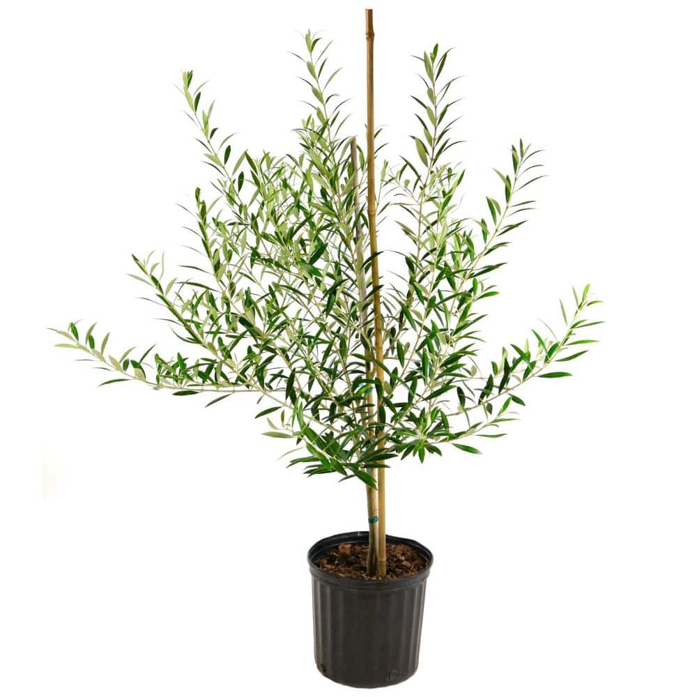 3 gal. Olive Tree Plant - Hercitys