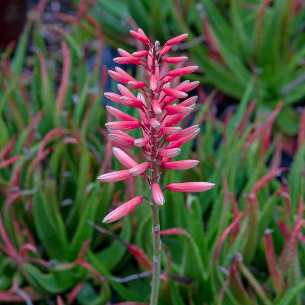1.5 Gal. Flowering Safari Rose Aloe with Rose-Pink Flowers - Hercitys