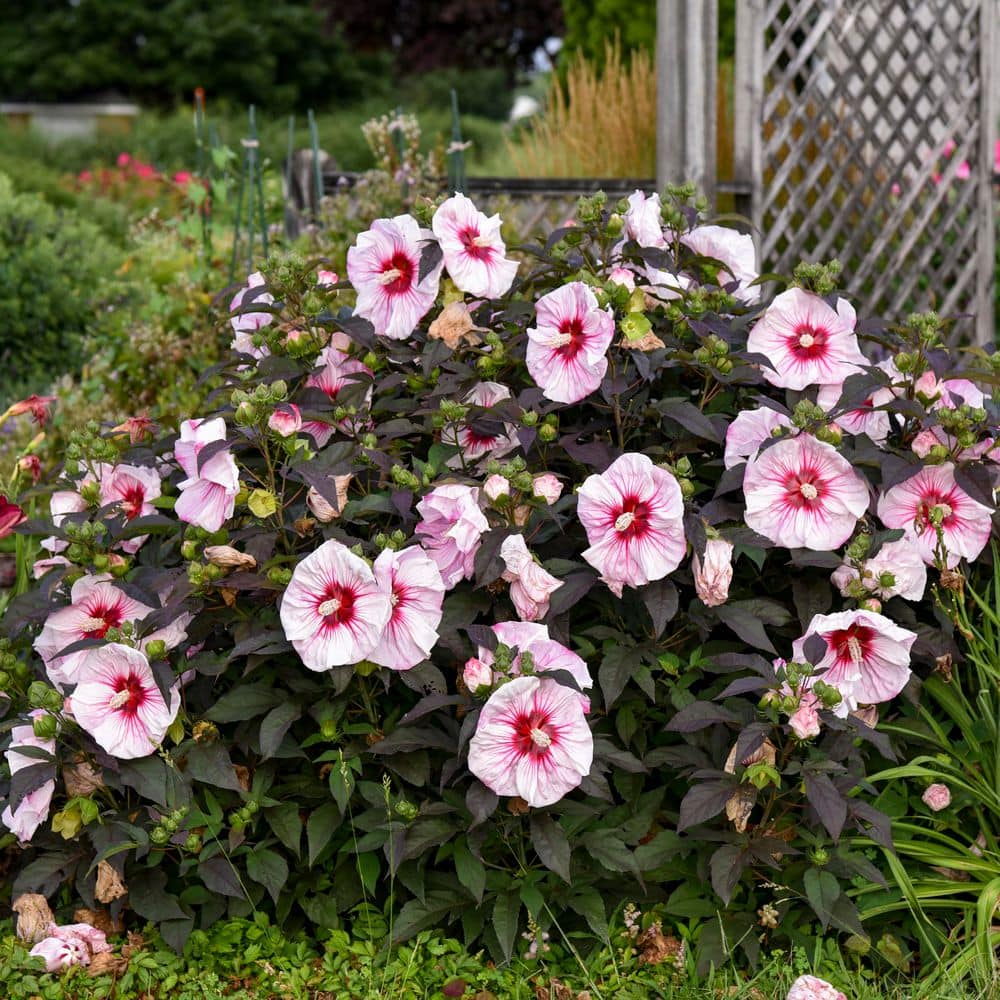 2 Gal. Summerific Cherry Choco Latte Rose Mallow (Hibiscus Hybrid) Live Perennial Plant with Pink Flowers - Hercitys