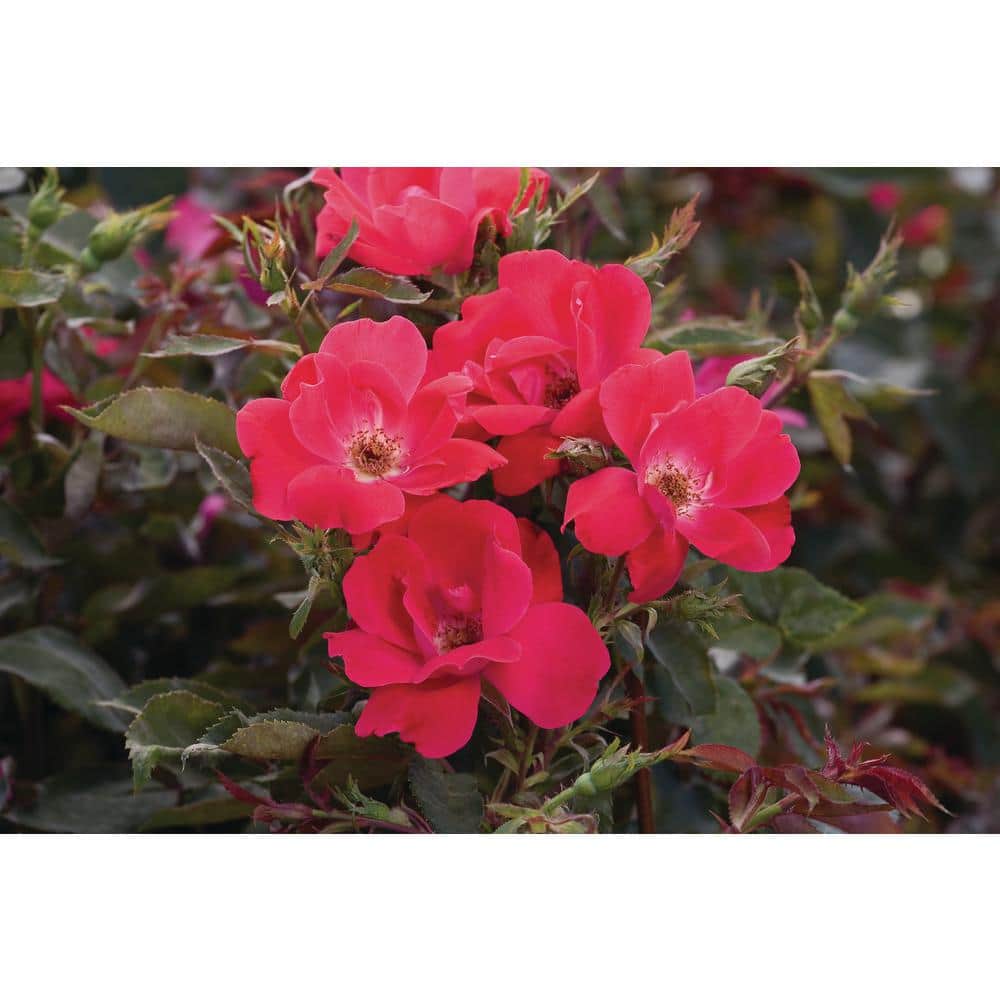 2 Gal. Red Knock Out Rose Bush with Red Flowers - Hercitys