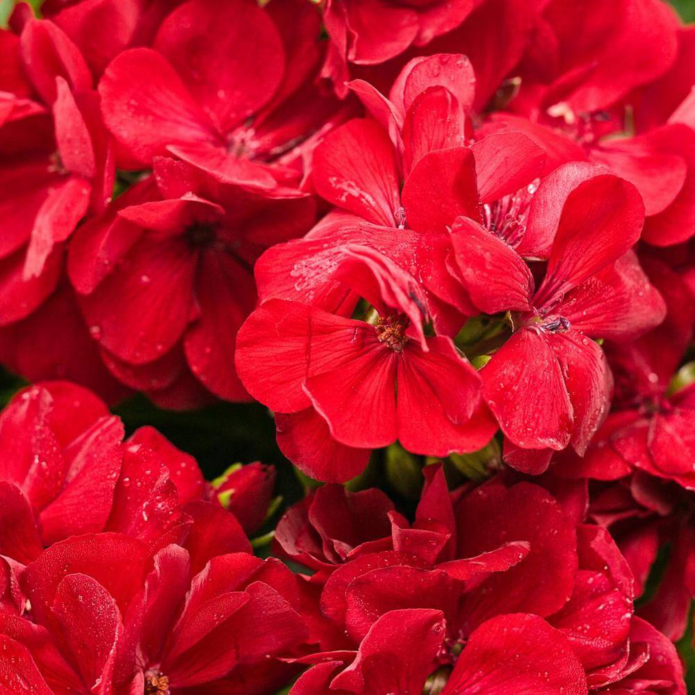 4.25 in. Eco+Grande Boldly Dark Red Geranium (Pelargonium) Live Plant, Red Flowers (4-Pack) - Hercitys