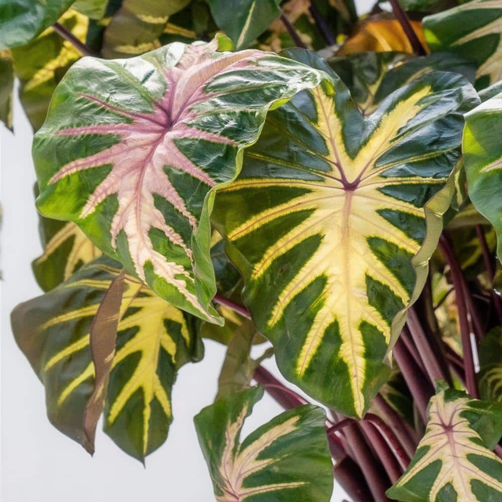 3.5 in. Colocasia Waikiki Royal Hawaiian Elephant Ear Perennial Plant (3-Pack) - Hercitys