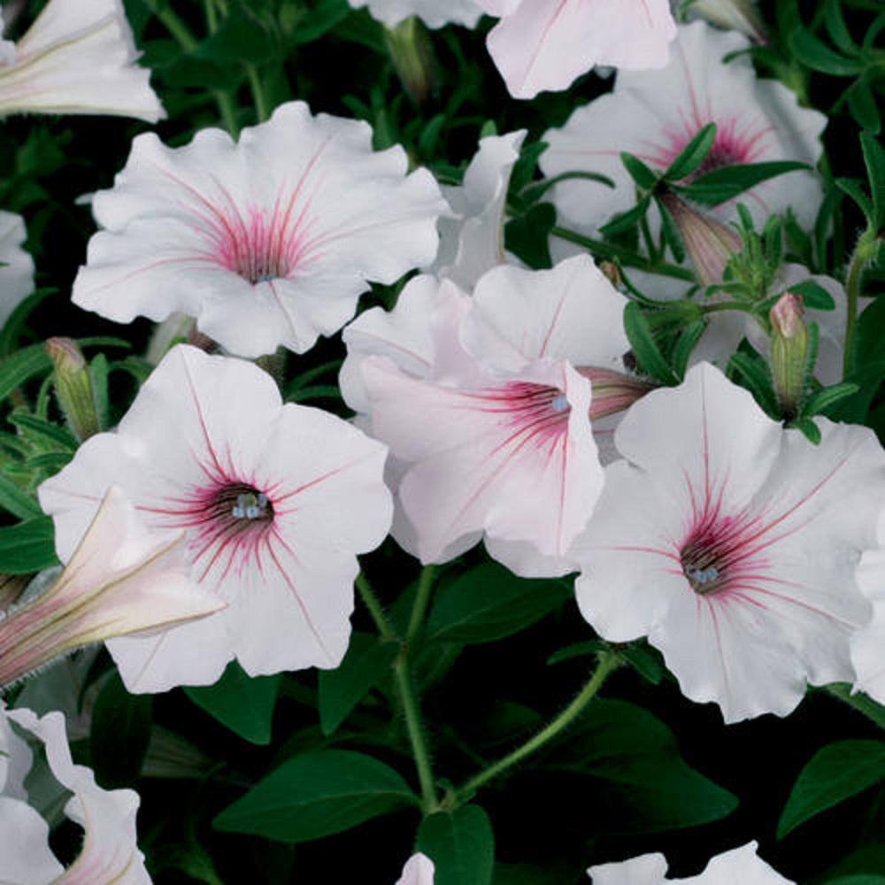 4.25 in. Grande Supertunia Vista Silverberry (Petunia) Live Plants, White & Pink Flowers white w/lavender vein (4-Pack) - Hercitys