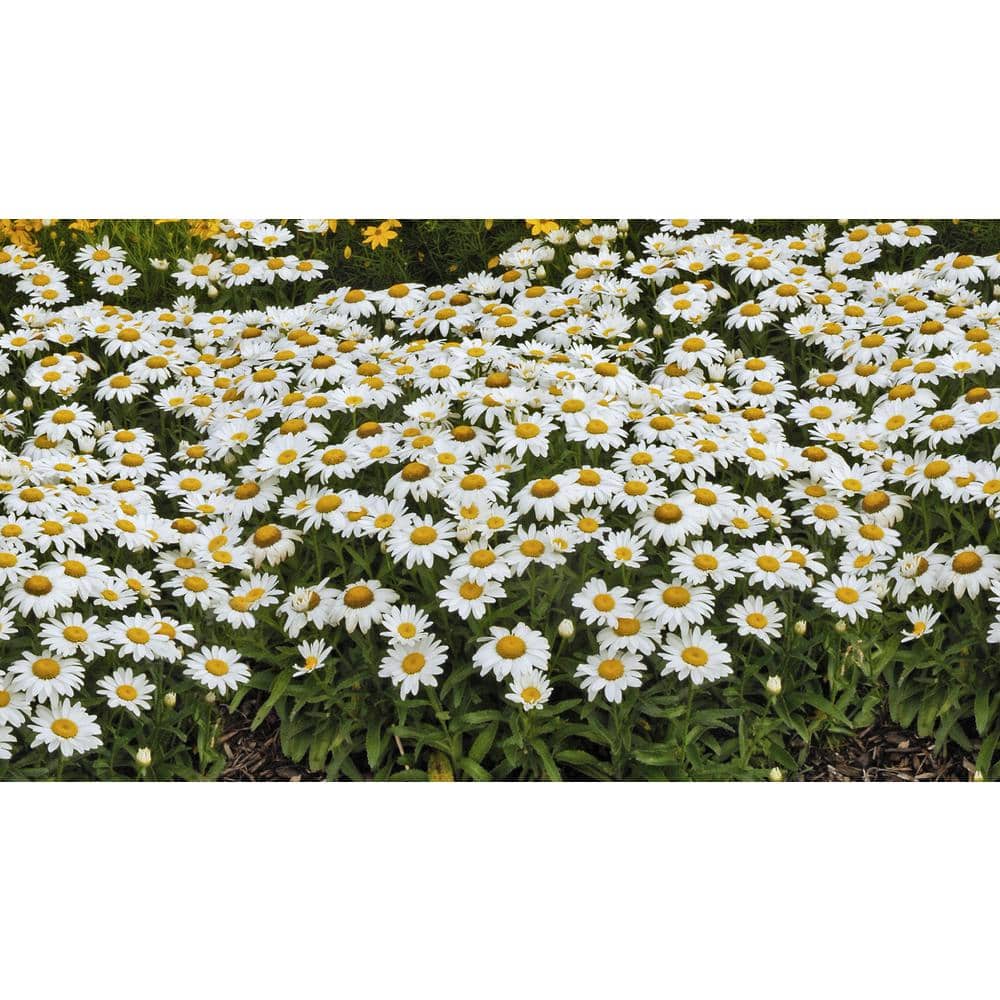 3.25 in. Leucanthemum White Mountain Perennial Plant with White Flowers (3-Pack) - Hercitys