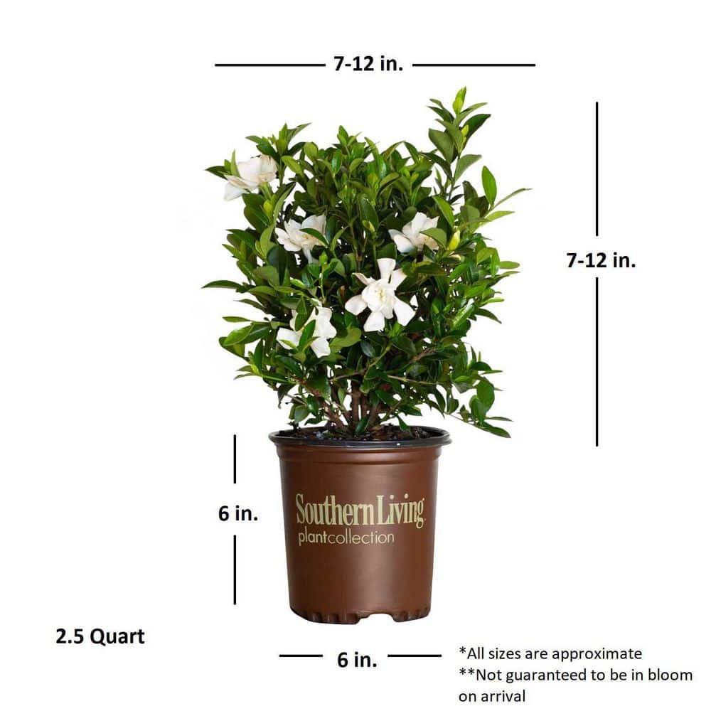 2.5 Qt. Jubilation Gardenia, Live Evergreen Shrub, White Fragrant Blooms - Hercitys