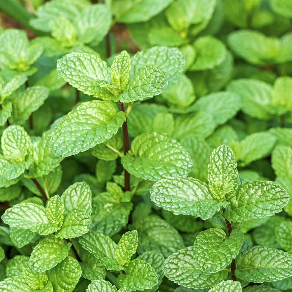 4 in. Peppermint Herb Plant (3-Piece) - Hercitys