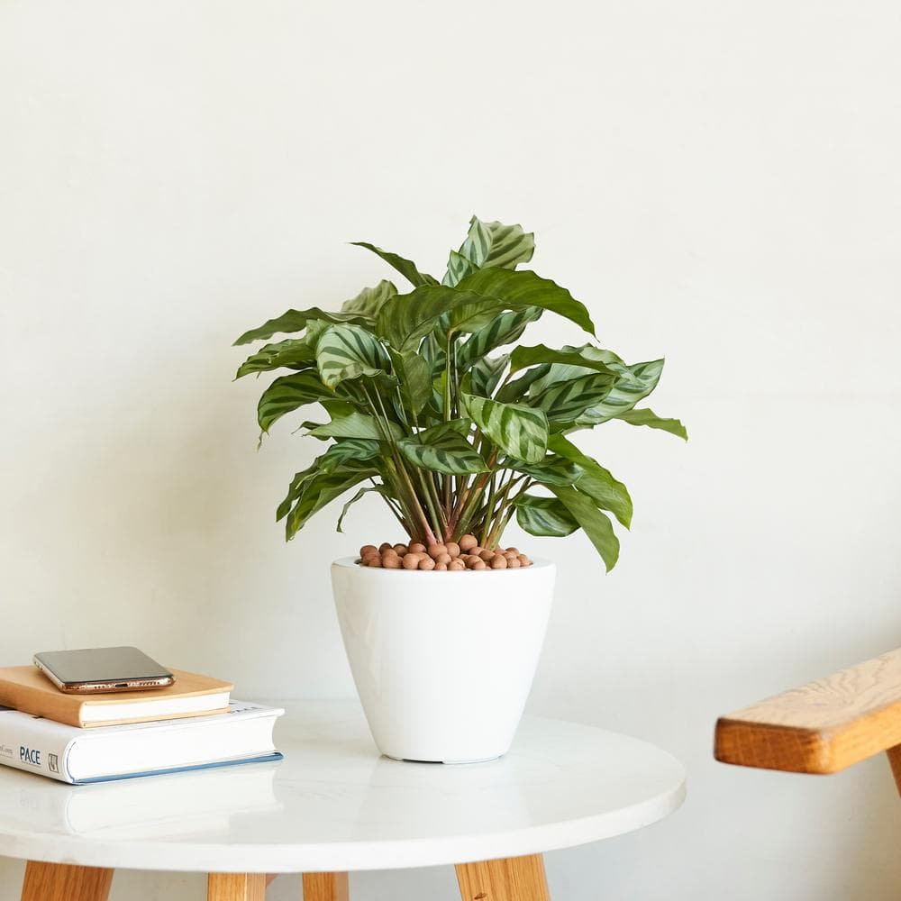 5.5/10 in. White Round Cone Plastic Self-watering Planter Pot, Set of 2 - Hercitys