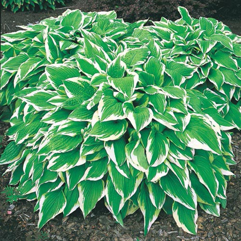 1 Gal. Pot, Albo Marginata Hosta Potted Perennial Plant (1-Pack) - Hercitys