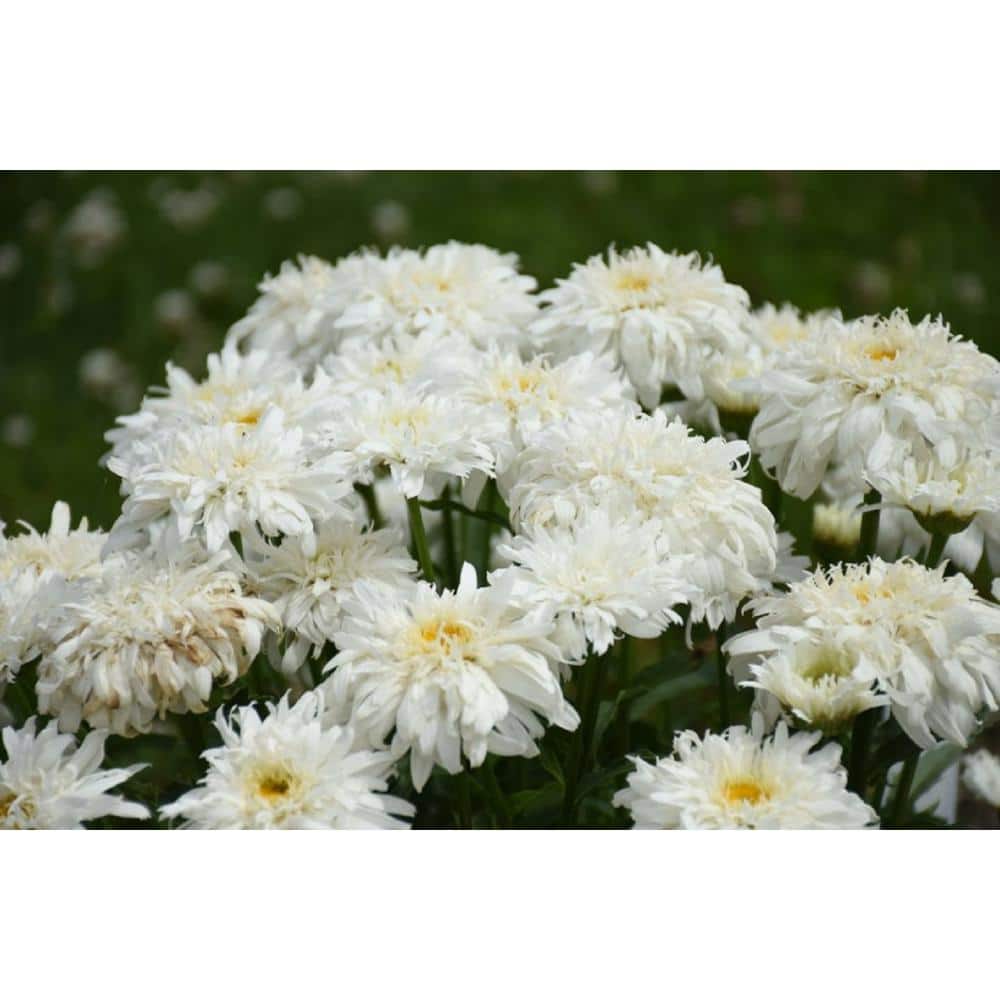 4.5 in. Qt., Amazing Daisies Marshmallow (Leucanthemum) Live Plant, White Flowers - Hercitys