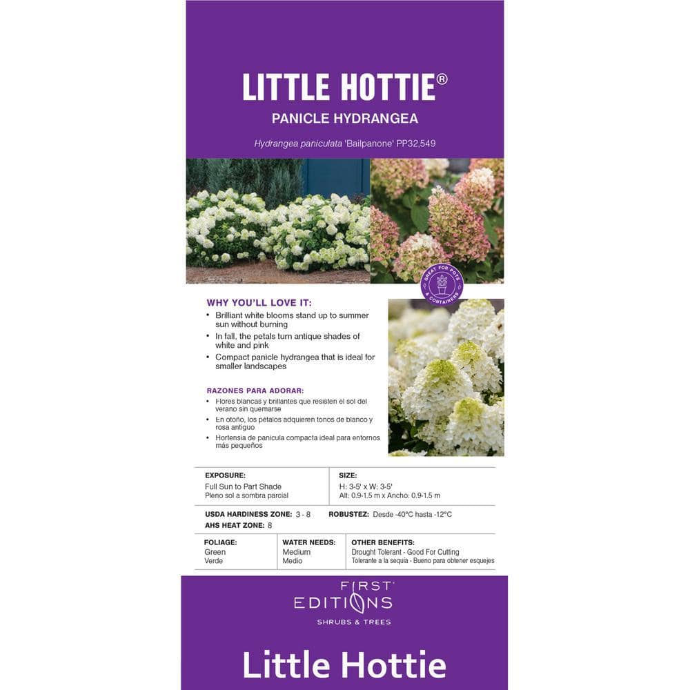 2 Gal. Little Hottie Panicle Hydrangea Flowering Shrub with Pure White Flowers - Hercitys