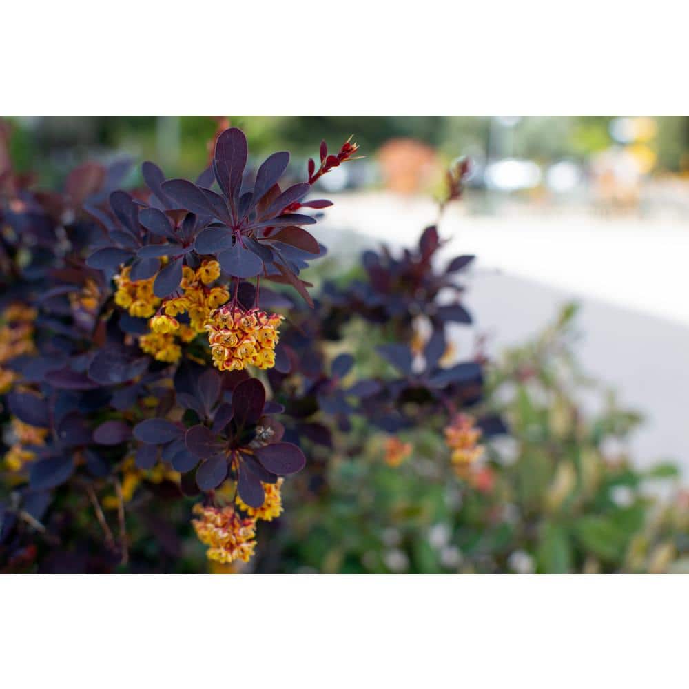 1 Gal. Concorde Barberry Shrub with Deep Maroon Foliage and Compact Size - Hercitys