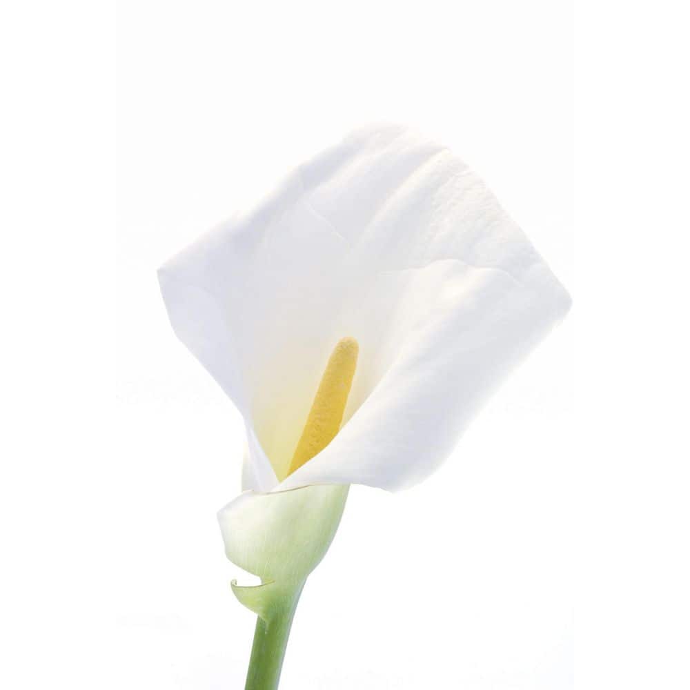 2.5 Qt. Perennial Calla Lily White (2-Pack) - Hercitys
