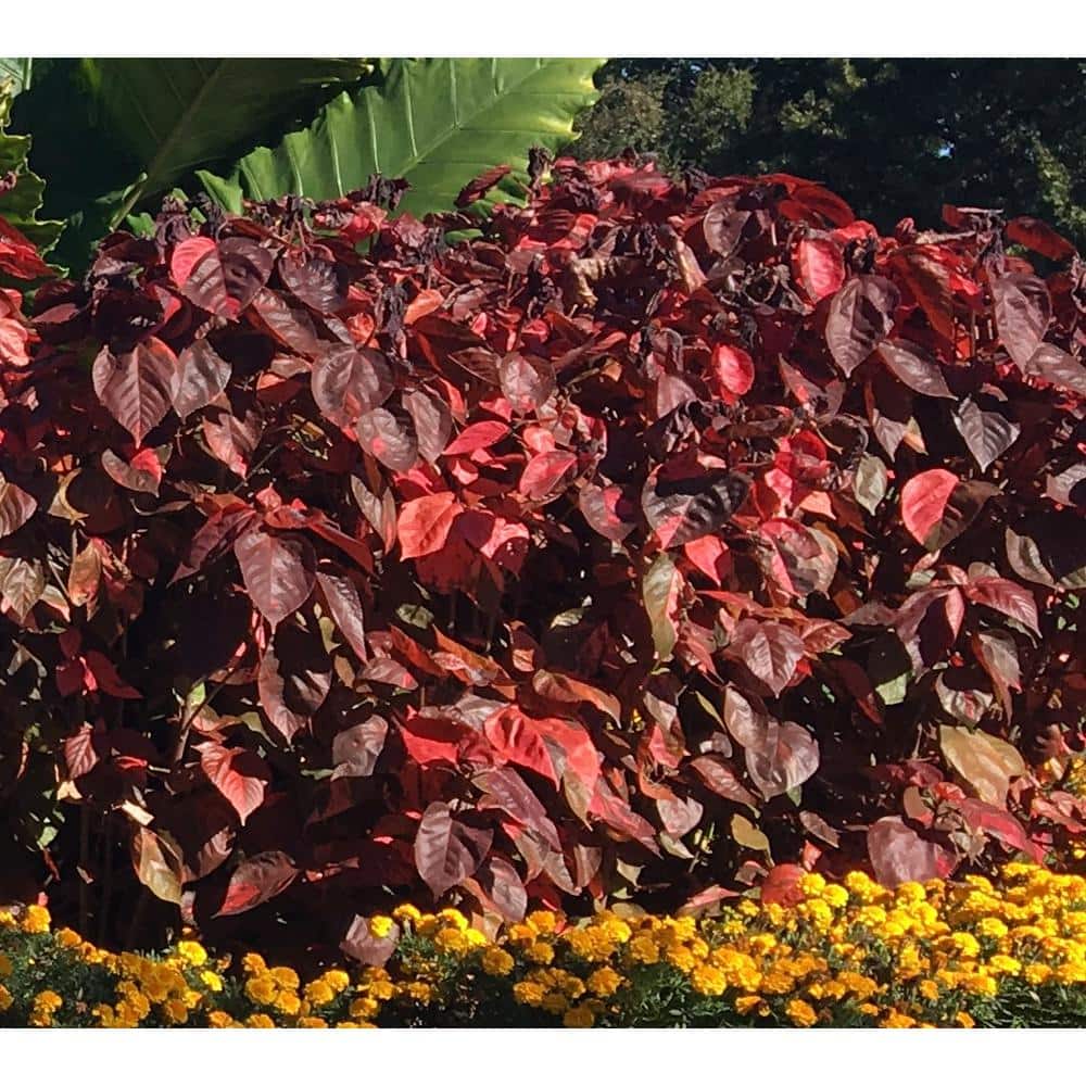 3 Gal. Red Copper Plant Non Flowering Shrub - Hercitys