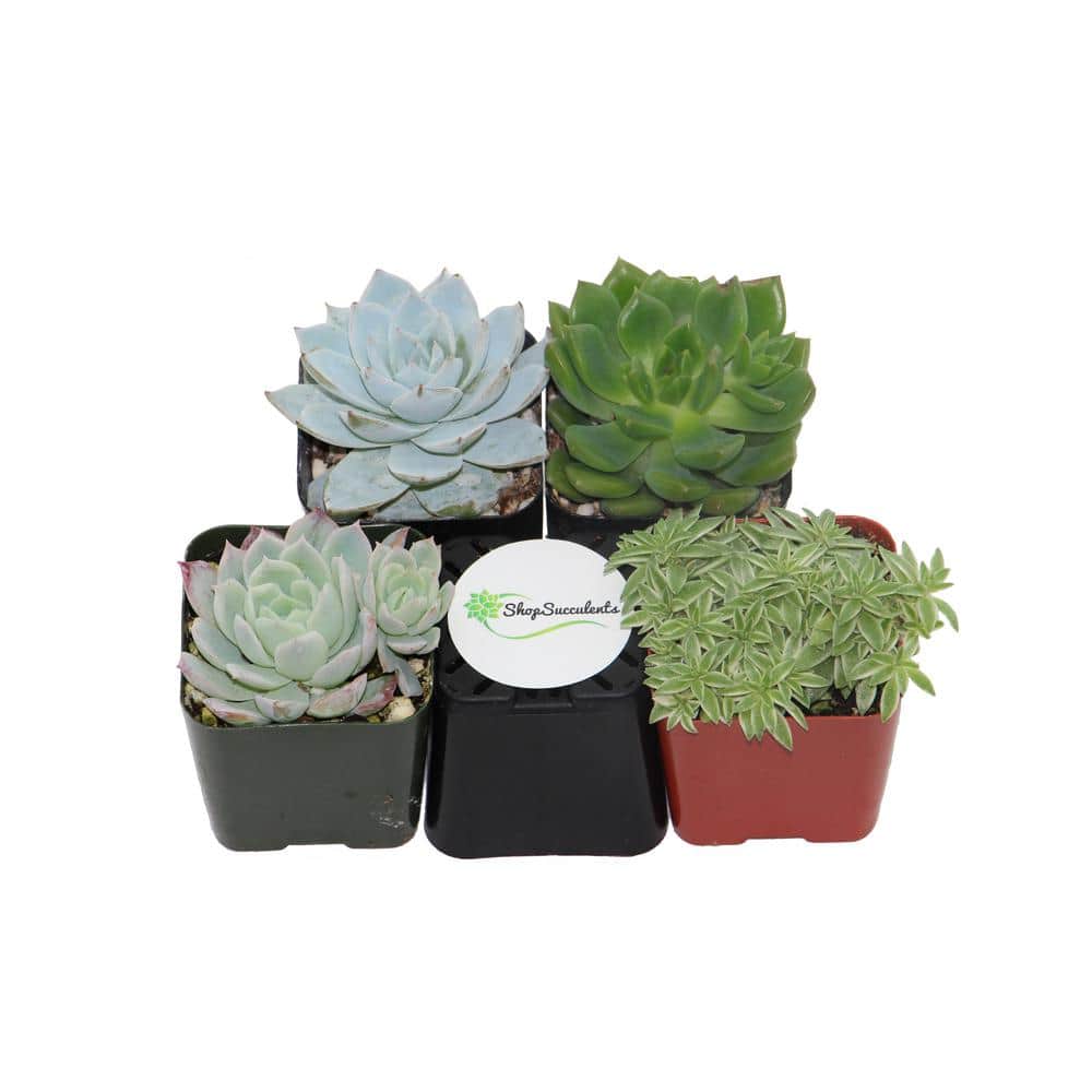 2 in. Blue/Green Collection Succulent (Collection of 4) - Hercitys