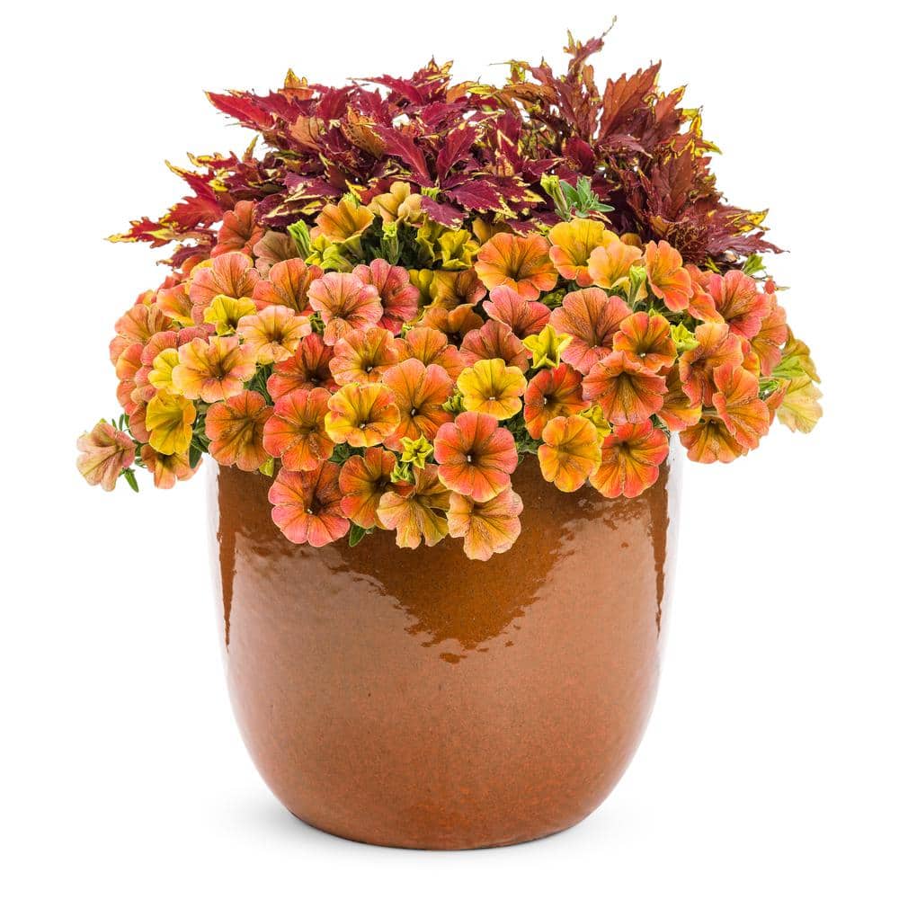 4.25 in. Eco+Grande Supertunia Honey (Petunia) Live Plant, Yellow Flowers (4-Pack) - Hercitys