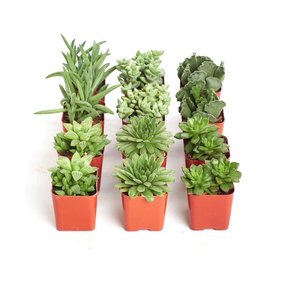 2 in. Green Succulent (Collection of 12) - Hercitys