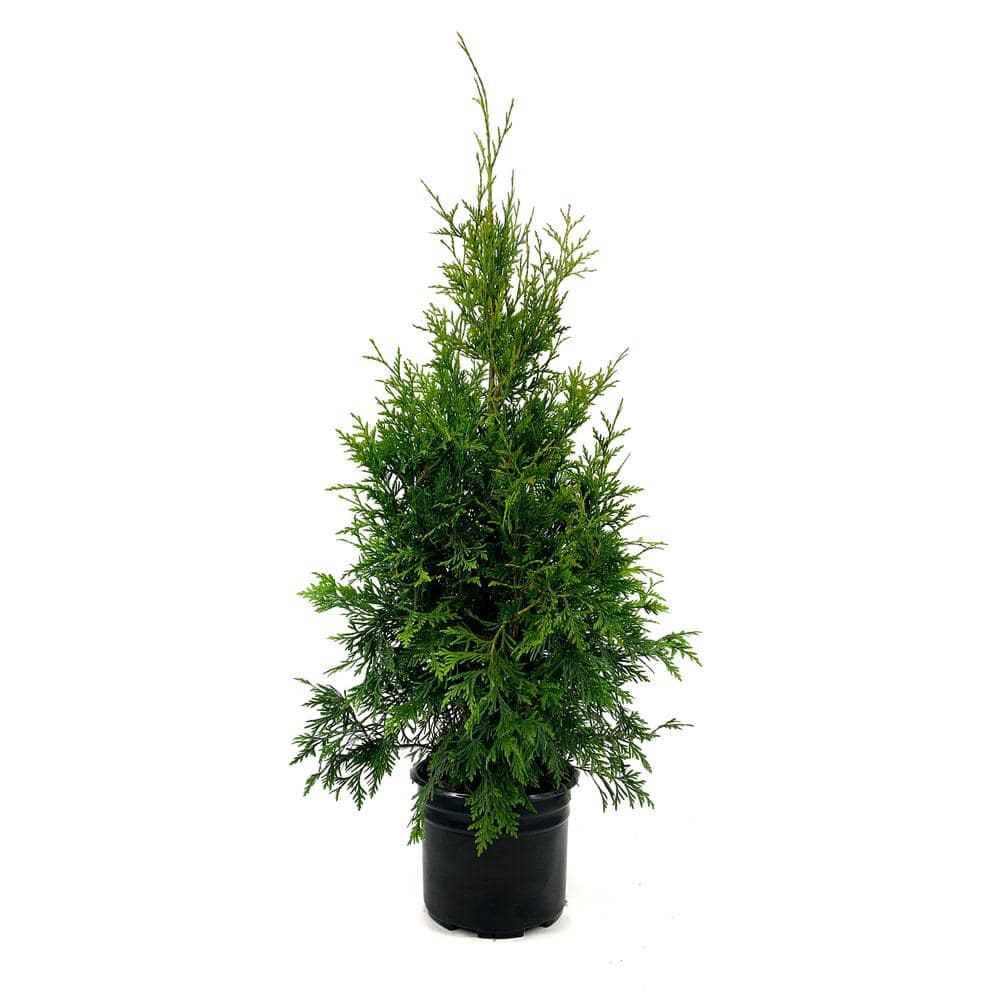 2.25 Gal. Green Giant Arborvitae (Thuja) Live Evergreen Shrub - Hercitys